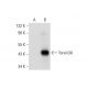 Torsin3A Antibody (D-9) - Western Blotting - Image 300485 
