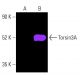 Torsin3A Antibody (D-9) - Western Blotting - Image 403317