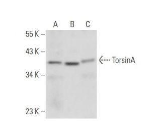 TorsinA Antibody (D-7) - Western Blotting - Image 308695 
