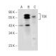 TOX Antibody (G-5) - Western Blotting - Image 148819