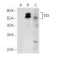 TOX Antibody (H-2) - Western Blotting - Image 148821