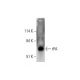 tPA Antibody (D-1) - Western Blotting - Image 351846