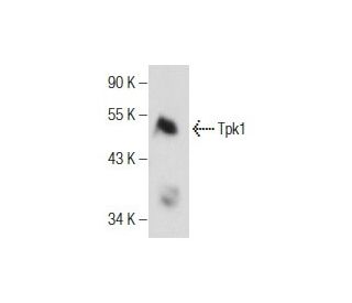 Tpk1 Antibody (C-3) - Western Blotting - Image 155226