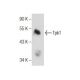 Tpk1 Antibody (C-3) - Western Blotting - Image 155226