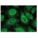 TPMT Antibody (E-8) - Immunofluorescence - Image 149347 