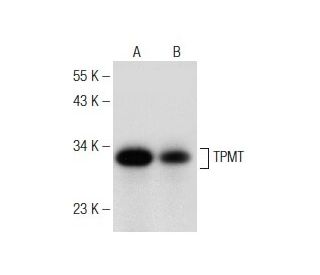 TPMT Antibody (E-8) - Western Blotting - Image 148778 