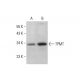 TPMT Antibody (E-8) - Western Blotting - Image 385233