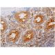 TPN Antibody (E-11) - Immunohistochemistry - Image 333989 