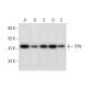 TPN Antibody (E-11) - Western Blotting - Image 297609 