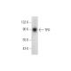 TPO Antibody (A-6) - Western Blotting - Image 319620