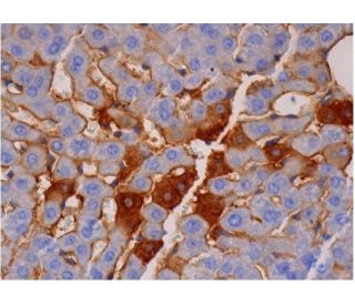 TPO Antibody (F-3) - Immunohistochemistry - Image 286433 