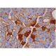 TPO Antibody (F-3) - Immunohistochemistry - Image 286433 