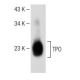 TPO Antibody (F-3) - Western Blotting - Image 147851