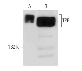 TPR Antibody (3B9) - Western Blotting - Image 52336 