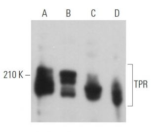 TPR Antibody (H-12) - Western Blotting - Image 363095 