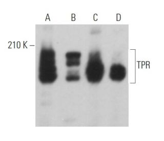 TPR Antibody (H-8) - Western Blotting - Image 363096 