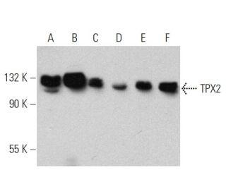 TPX2 Antibody (B-10) - Western Blotting - Image 359579