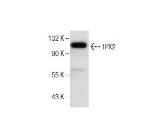 TPX2 Antibody (B-5) - Western Blotting - Image 159741 