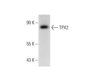TPX2 Antibody (E-2) - Western Blotting - Image 136592 
