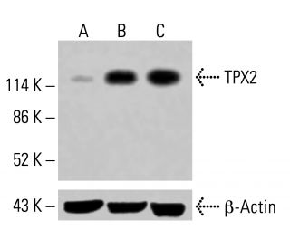 TPX2 Antibody (B-10) - Western Blotting - Image 415022 