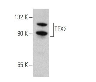 TPX2 Antibody (E-2) - Western Blotting - Image 359583