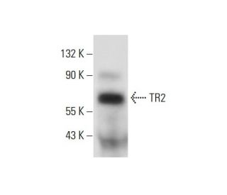 TR2 Antibody (G-11) - Western Blotting - Image 144678 