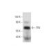 TR2 Antibody (G-11) - Western Blotting - Image 144678 