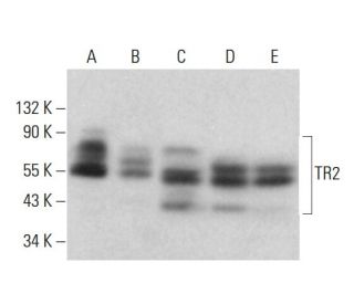 western blotting image from recommended TR2 (D-4) monoclonal antibody replacement. Image 382861
