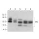 western blotting image from recommended TR2 (D-4) monoclonal antibody replacement. Image 382861