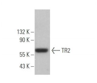 TR2 Antibody (G-11) - Western Blotting - Image 374351Each CRISPR/Cas9 Knockout (KO) Plasmid product consists of a pool of 3 plasmids designed to ensure identification and cleavage of a specific gene for maximum knockout efficiency. Each plasmid encodes a unique 20 nt sequence derived from the GeCKO (v2) library.