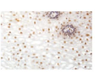 TR4 Antibody (95-P) - Immunohistochemistry - Image 53906 