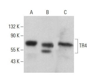 TR4 Antibody (D-5) - Western Blotting - Image 360227 