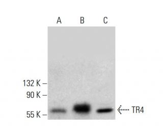 TR4 Antibody (D-5) - Western Blotting - Image 382842Each CRISPR/Cas9 Knockout (KO) Plasmid product consists of a pool of 3 plasmids designed to ensure identification and cleavage of a specific gene for maximum knockout efficiency. Each plasmid encodes a unique 20 nt sequence derived from the GeCKO (v2) library.