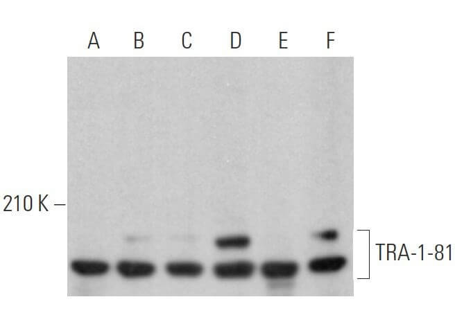 tra-1-81-antibody-tra-1-80-