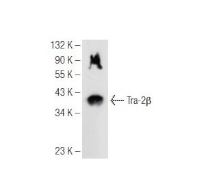 Tra-2&beta; Antibody (D-4) - Western Blotting - Image 99804 
