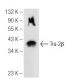 Tra-2β Antibody (D-4) - Western Blotting - Image 99804 