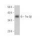 Tra-2β Antibody (D-4) - Western Blotting - Image 371277