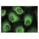 TRABID Antibody (F-1) - Immunofluorescence - Image 149815