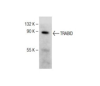 TRABID Antibody (F-1) - Western Blotting - Image 150221 