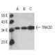 western blotting image from recommended TRADD (A-5) monoclonal antibody replacement. Image 10917