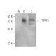 TRAF1 Antibody (B-12) - Western Blotting - Image 344284 