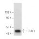 TRAF1 Antibody (B-12) - Western Blotting - Image 355509 