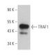 TRAF1 Antibody (B-12) - Western Blotting - Image 363452