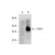 TRAF1 Antibody (E-10) - Western Blotting - Image 333562
