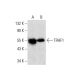 TRAF1 Antibody (E-12) - Western Blotting - Image 135759 