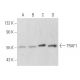 TRAF1 Antibody (E-12) - Western Blotting - Image 355507