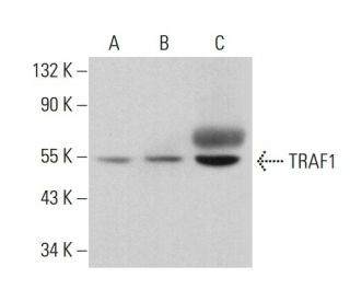 TRAF1 Antibody (E-12) - Western Blotting - Image 380788 