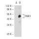 Dieser polyklonale Antikörper wird nicht mehr hergestellt. Wir empfehlen Ihnen unseren <a href="traf1-antibody-h-3">TRAF1 (H-3)</a> monoklonalen Antikörper (Beispielsdaten werden angezeigt). western blotting image from recommended TRAF1 (H-3) monoclonal antibody replacement. Image 52341
