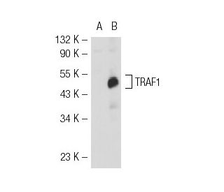 western blotting image from recommended TRAF1 (H-3) monoclonal antibody replacement. Image 52341