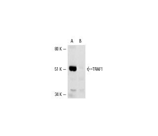 TRAF1 Antibody (H-3) - Western Blotting - Image 3202